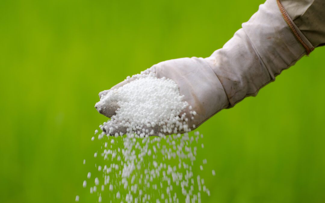 pouring of chemical fertilizer with farmer hand
