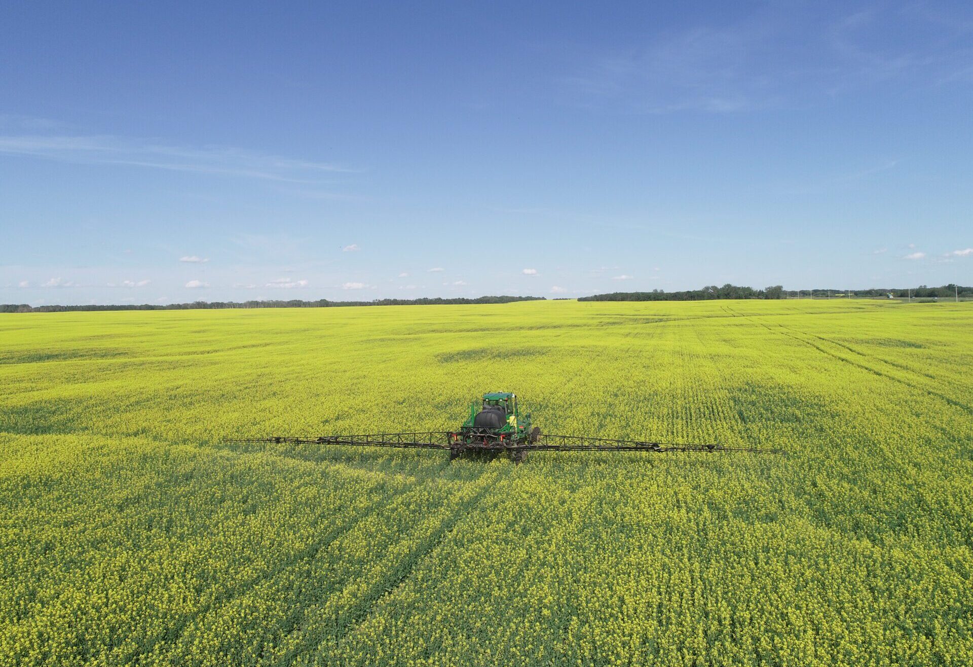 Pouring Canola
