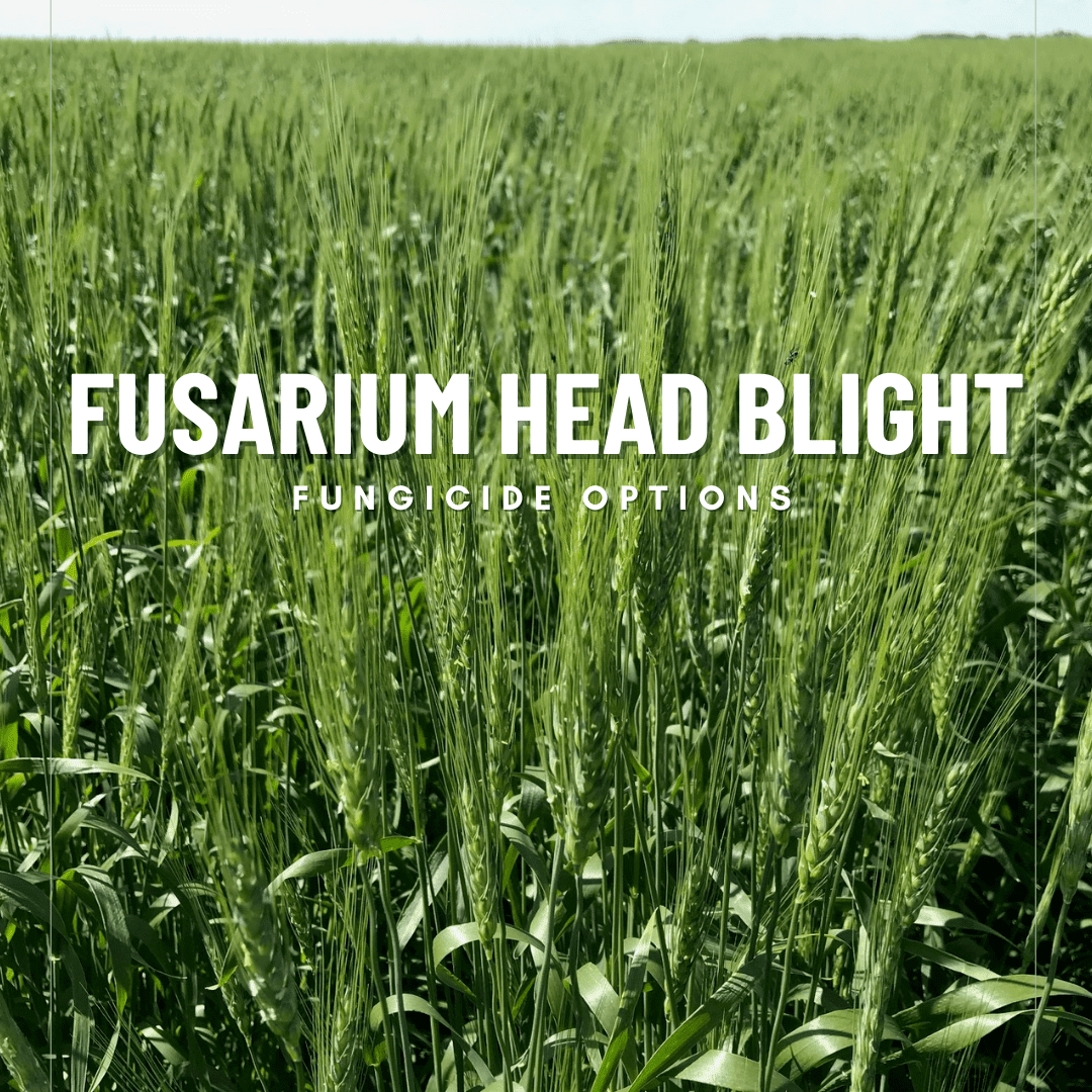 Fusarium Head Blight Product Options - Horizon Fertilizers