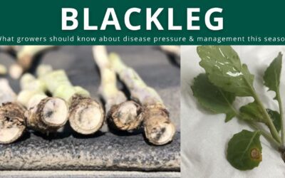 Blackleg Risk in Canola – Spring 2026